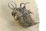 Short-Fork Walliserops Hammi Trilobite - Flying Preparation! #350485-4